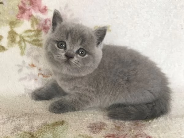 cuccioli british shorthair  | Foto 0