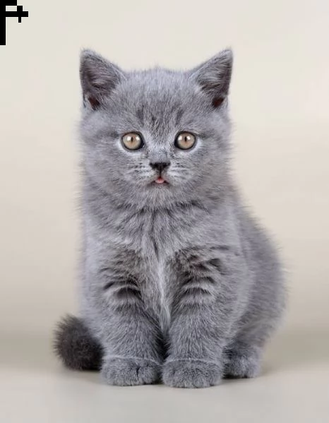 british shorthair cuccioli con pedigree anfi | Foto 3