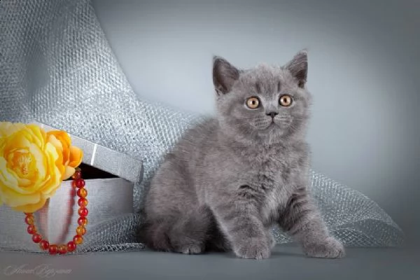 british shorthair cuccioli con pedigree anfi | Foto 2