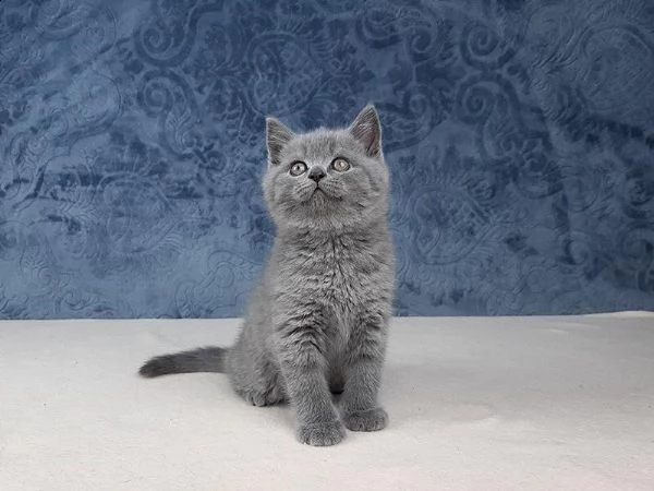 british shorthair cuccioli con pedigree anfi | Foto 1