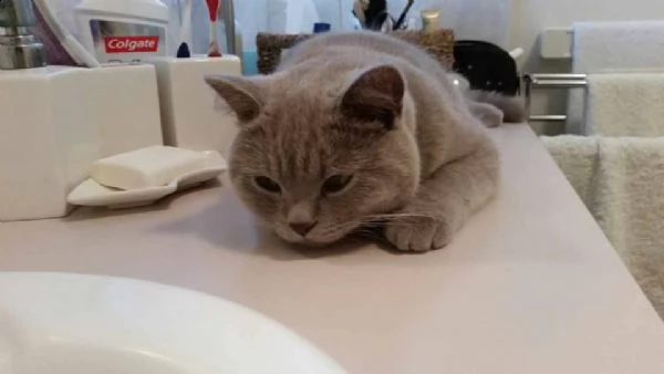 british shorthair cuccioli con pedigree anfi