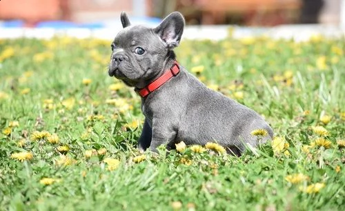 adorabili cuccioli di bulldog francese maschi e femmine in cerca di una nuova casa