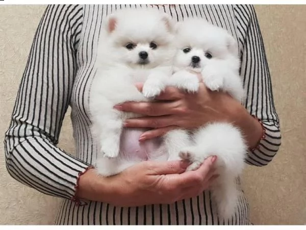 cucciolo di pomerania di 2 mesi per regalo....