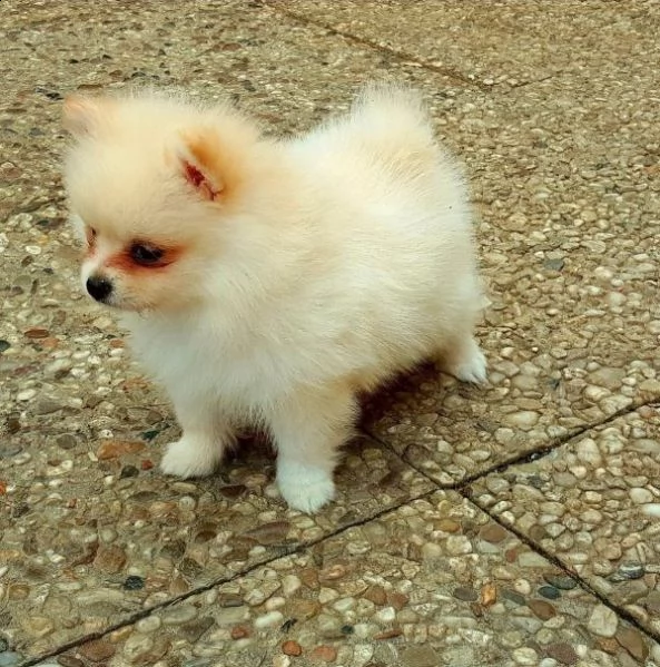 cucciolo di pomerania di 2 mesi per regalo.... | Foto 0