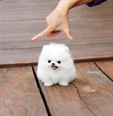 splendidi cuccioli di pomerania per regalo... | Foto 0