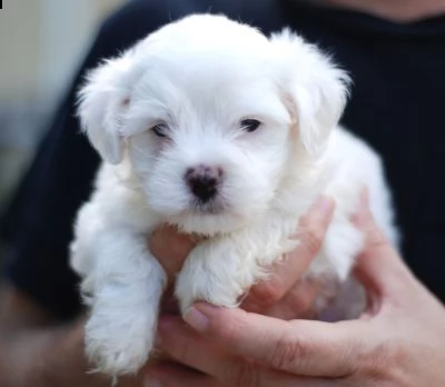 cucciolo maltese di razza per regalo