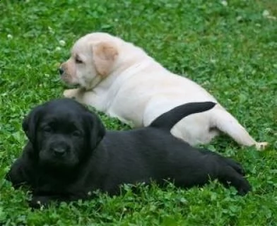 regalo adorabili cuccioli di la labrador chicolato