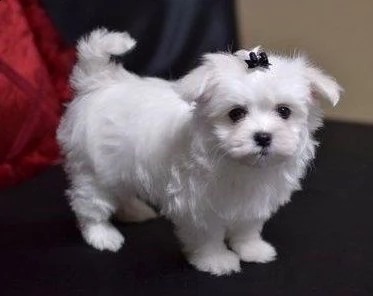 cuccioli di maltese mini toy.,,