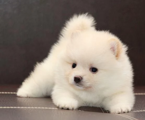 cuccioli pomeranian pet dog puppy male female