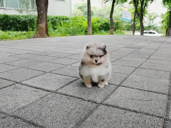 cucciolo di pomerania di razza per regalo