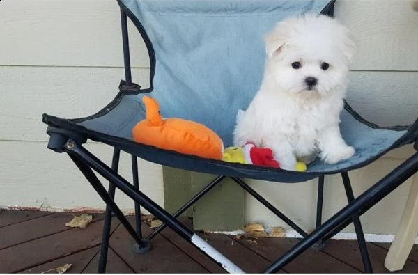 simpatico cucciolo maltese per regalo