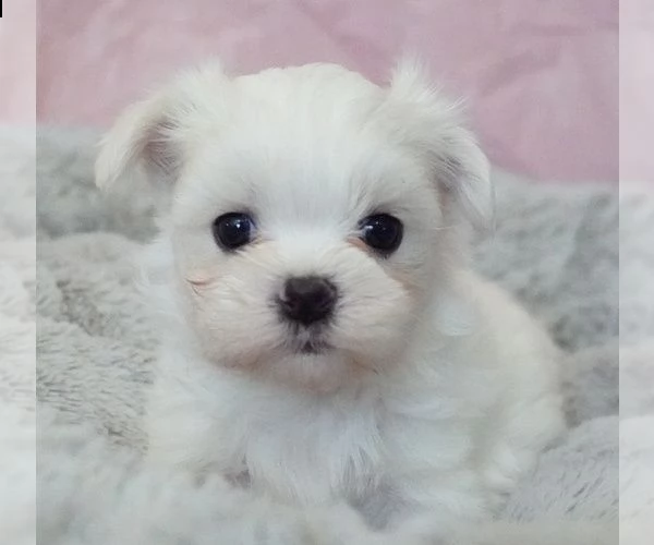 affascinante cucciolo maltese per regalo | Foto 0