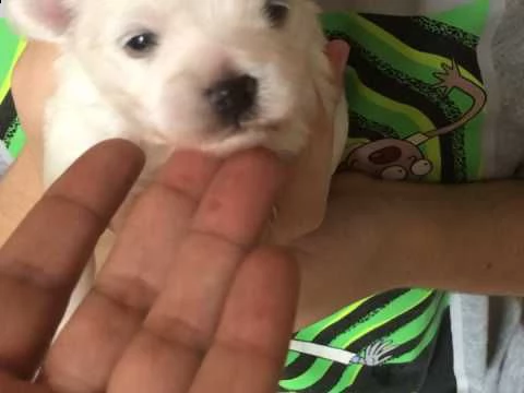 affascinante cucciolo maltese per regalo