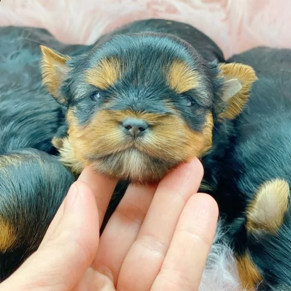 adorable yorkie puppy