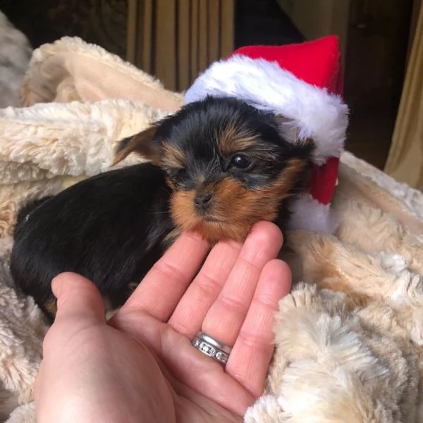 cute and charming yorkie puppy