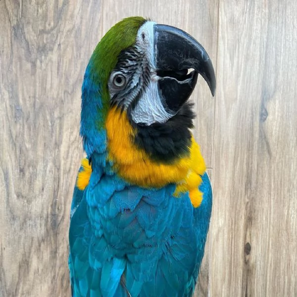 beautiful parrot