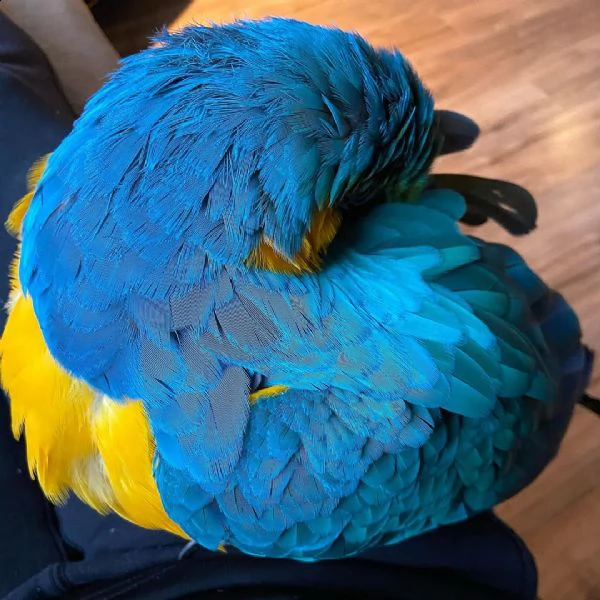 loving and sweet parrot