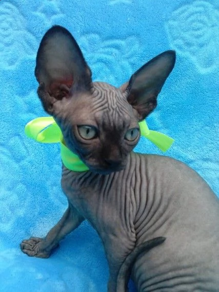 gattini canadian sphynx disponibili con tutti documenti