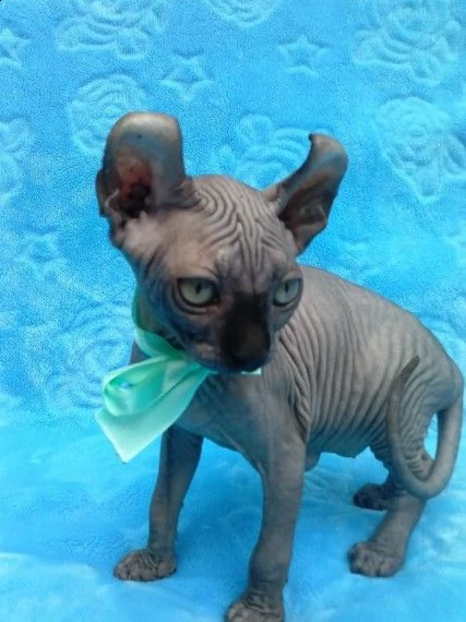 gattini canadian sphynx disponibili con tutti documenti | Foto 2