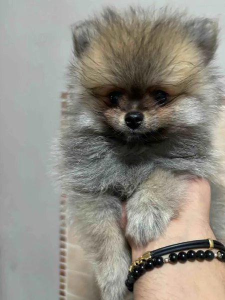 Cuccioli di Spitz Tedesco (Pomeania) | Foto 4