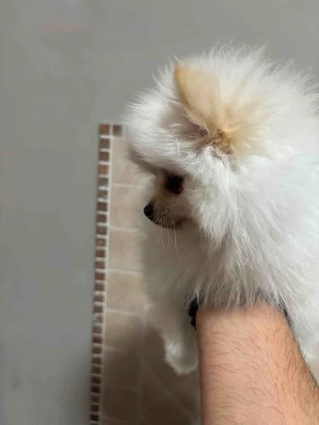 Cuccioli di Spitz Tedesco (Pomeania) | Foto 3