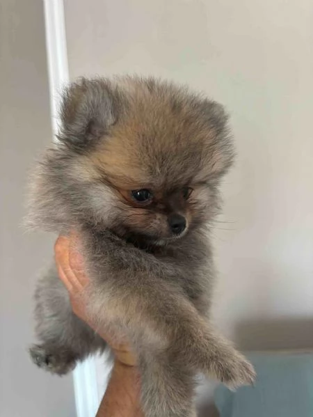 Cuccioli di Spitz Tedesco (Pomeania) | Foto 1