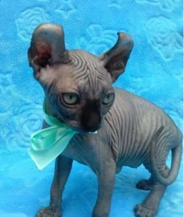 canadian sphynx maschio e femmina