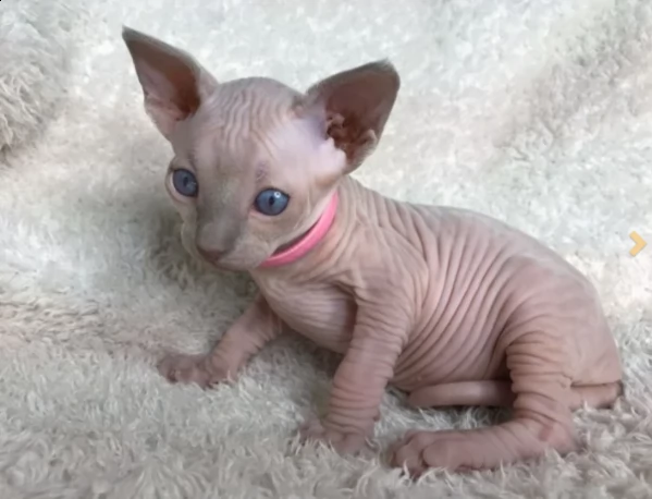 gattini sphynx razza pura