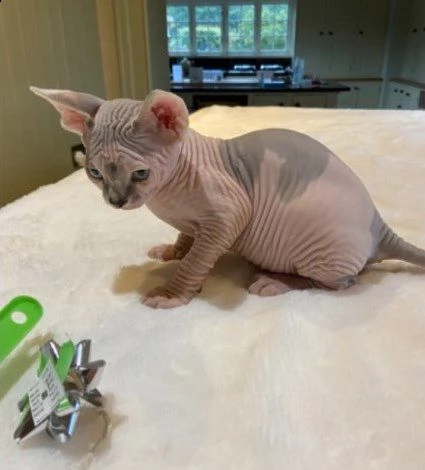 bellissimi canadian sphynx