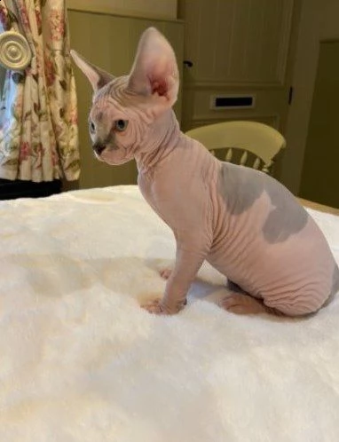 bellissimi canadian sphynx | Foto 0