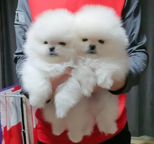 cuccioli di volpino di pomerania