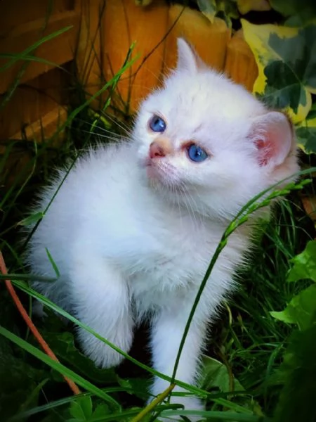 bellissimo e simpatico gatto british shorthair