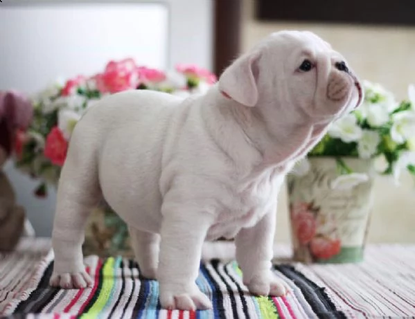 cuccioli di bulldog inglese di 12 settimane | Foto 6