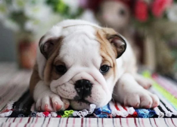 cuccioli di bulldog inglese di 12 settimane | Foto 5