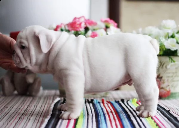 cuccioli di bulldog inglese di 12 settimane | Foto 4