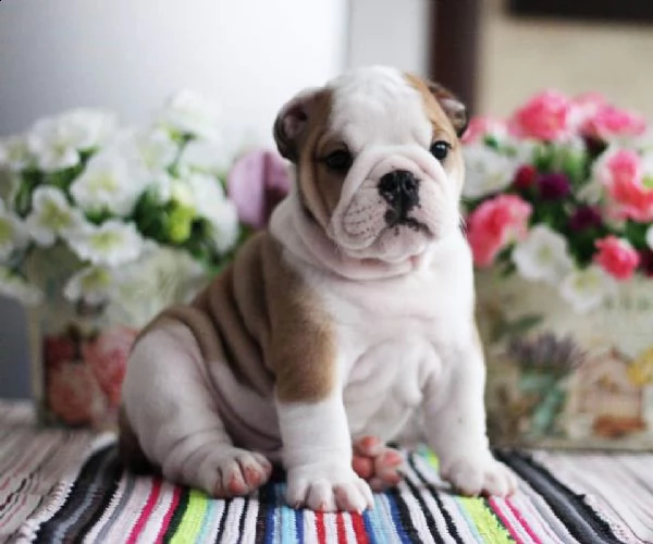 cuccioli di bulldog inglese di 12 settimane | Foto 3