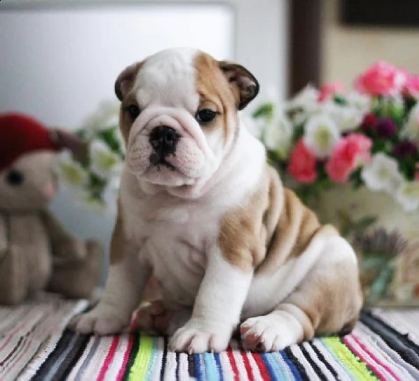 cuccioli di bulldog inglese di 12 settimane | Foto 2