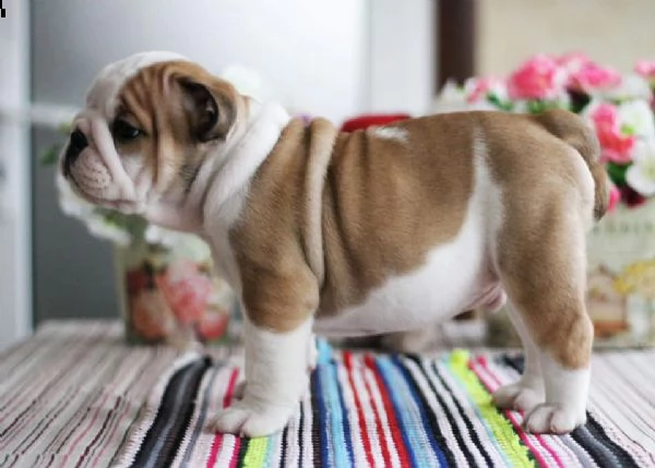 cuccioli di bulldog inglese di 12 settimane