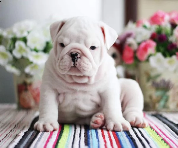 cuccioli di bulldog inglese di 12 settimane | Foto 1