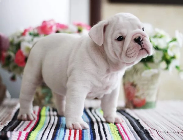 cuccioli di bulldog inglese di 12 settimane | Foto 0