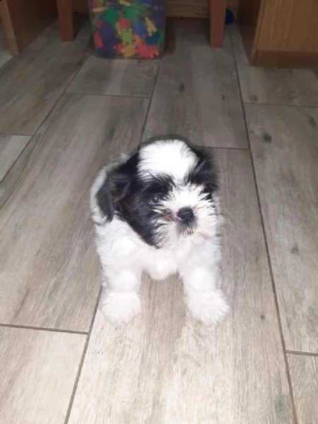 regalo shih tzu cuccioli disponibile per l'adozione