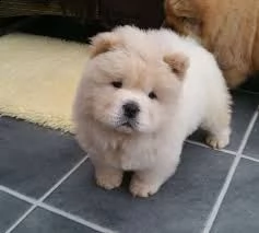  offro in adozione cucciolo regalo chow chow cuccioli disponibile per l'adozione adorabili cuccioli 