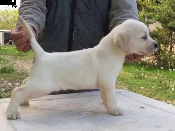 offro in adozione cucciolata di labrador prestigiosa e favolosi cucciolato e cucciolata di labrador,