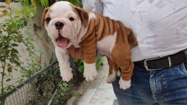 cucciolo di bulldog inglese