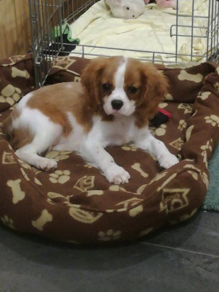 regalo cavalier king charles spaniel,femminucce e da maschietti   disponibili in allevamento delle b