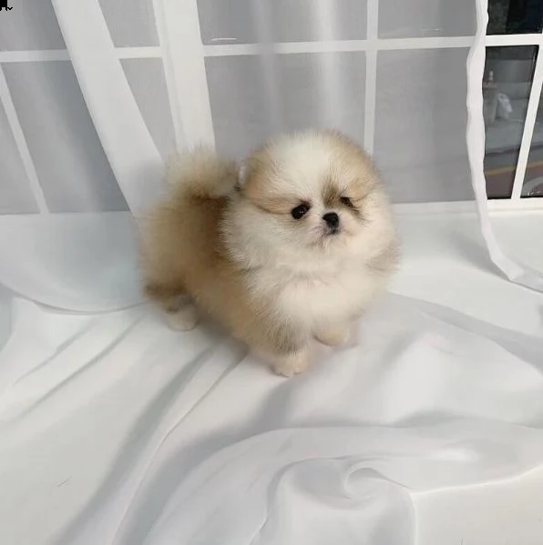 adorabile cucciolo pomeranian per regalo