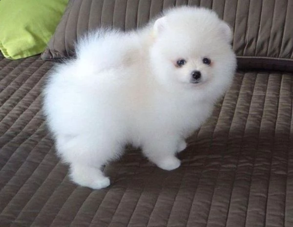 adorabile cucciolo pomeranian per regalo | Foto 0