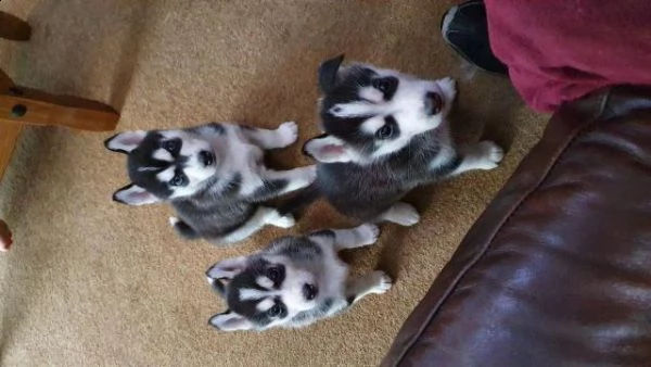 regalo husky cuccioli disponible per l'adozione