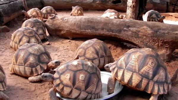 sano tartaruga radiata geochelone in vendita . eastern hermann di tartarughe (t. hermanni boettgeri)