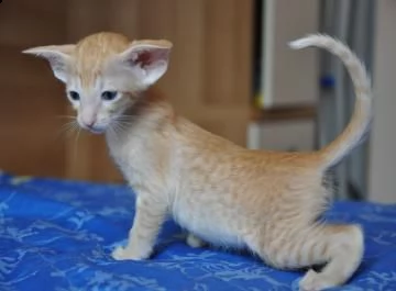 regalo gattini di razza siamese  gattini di razza siamese e orientale , bellissimi, di alta genealog